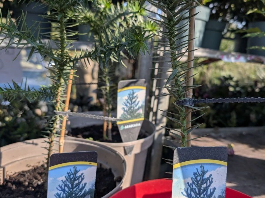 ARAUCARIA ARAUCANA  39€