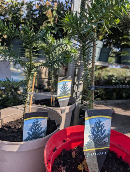 ARAUCARIA ARAUCANA  39€