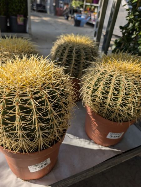 Echinocactus grusonii
