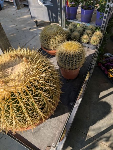 Echinocactus grusonii - Diverses tailles à partir de 4€