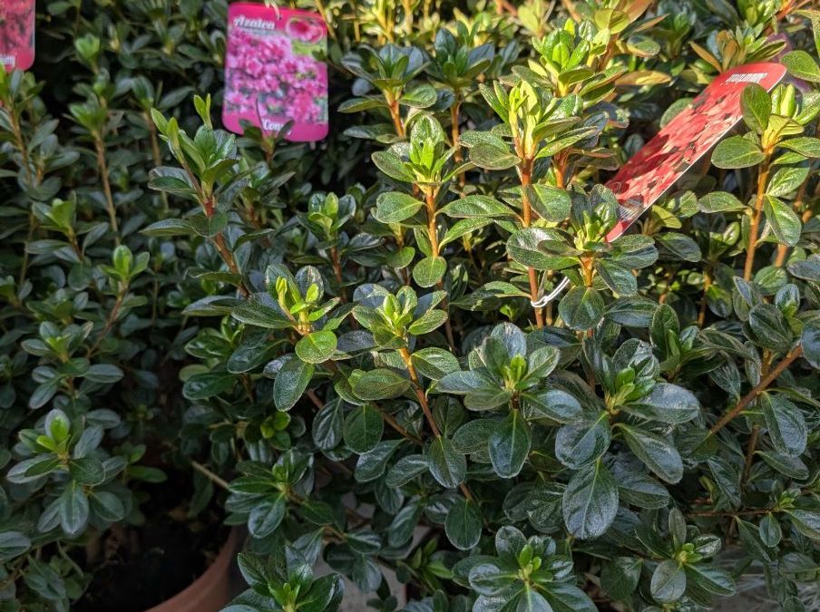 AZALEA JAPONICA   -   19€50