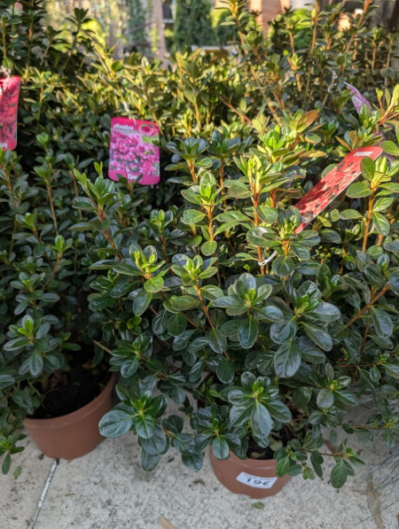 AZALEA JAPONICA   -   19€50