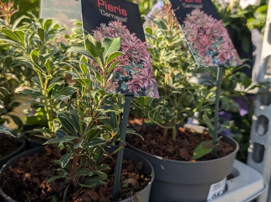 PIERRIS JAPONICA - Diverses variétés disponible à partir de 6€50