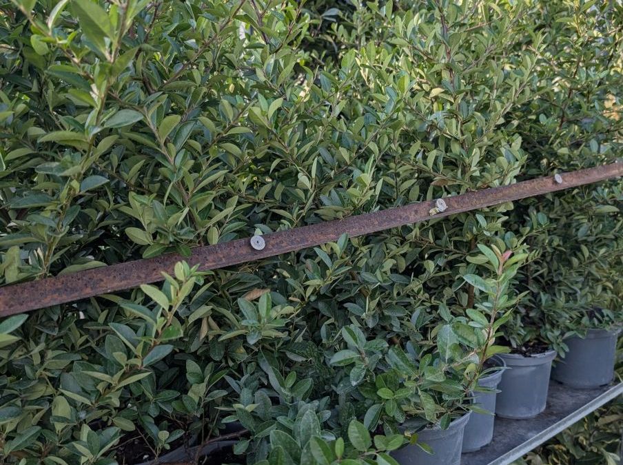 PYRACANTHA ROUGE PERSISTANT HAIE DEFFENSIVE