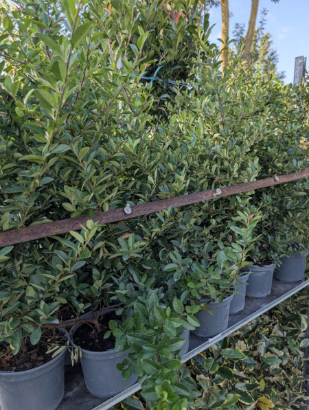 PYRACANTHA ROUGE PERSISTANT HAIE DEFFENSIVE