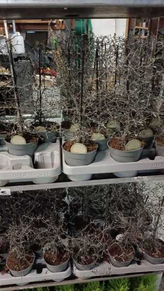 COROCKIA  COTOENEASTER