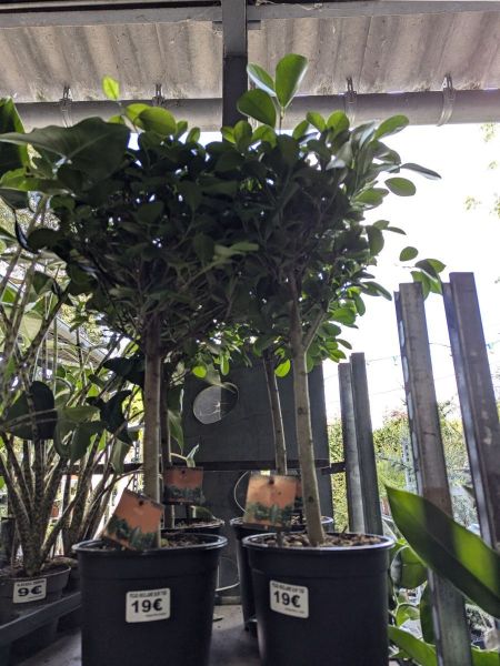 FICUS-MICROCARPA-SUR-TIGE