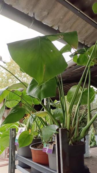 PHILODENDRON