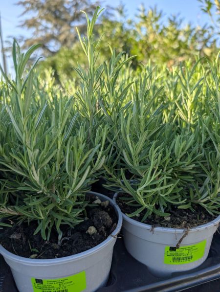 AROMATIQUES ROMARIN 3€50