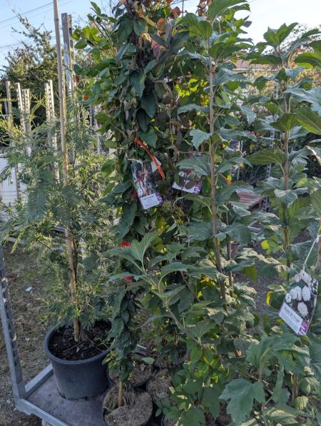 CHEVREFEUILLE-XL 19€ CHEVREFEUILLE-XL 19€