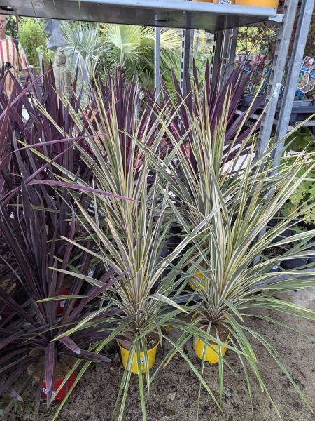 CORDYLINE-MIX-PANACHE