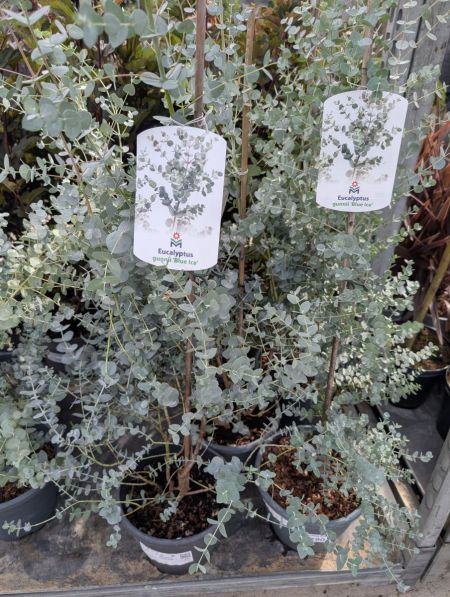 EUCALYPTUS-GUNII-BLUE-ICED 29€90 EUCALYPTUS-GUNII-BLUE-ICED 29€90