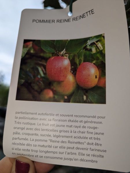 FRUITIER-POMMIER-REINE-REINETTE