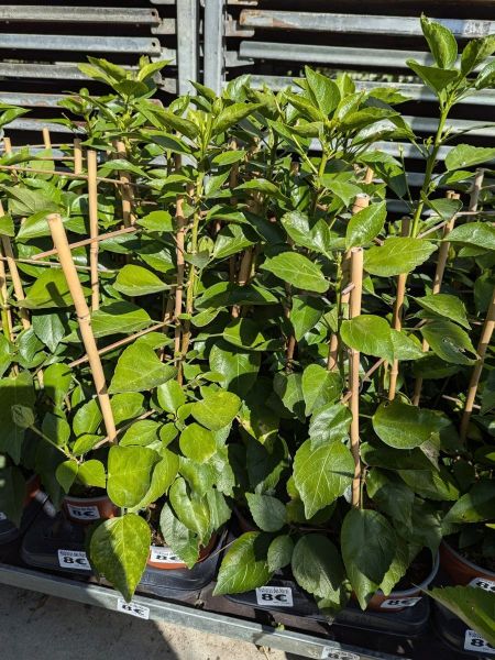 HIBISCUS-SUR-ESPALIER