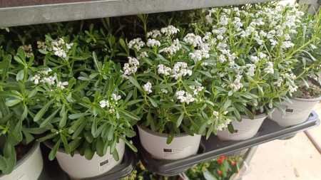 IBERIS - CORBEILLE D ARGENT - 5€50 IBERIS - CORBEILLE D ARGENT - 5€50