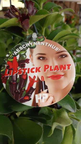 PLANTE ROUGE A LEVRES - 14€50 PLANTE ROUGE A LEVRES - 14€50