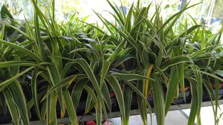 CHLOROPHYTUM x3=2€ x1=3€ CHLOROPHYTUM x3=2€ x1=3€