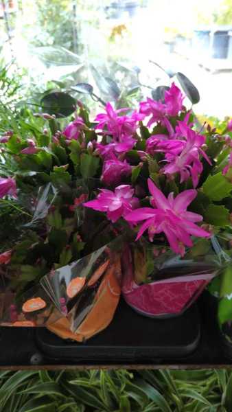 SCHLUMBERGER - CACTUS DE NOEL 3€50 SCHLUMBERGER - CACTUS DE NOEL 3€50