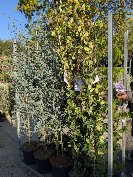 GLYCINE ET JASMIN ETOILE 19€50 GLYCINE ET JASMIN ETOILE 19€50