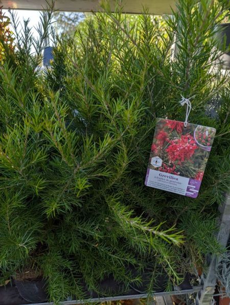 JUNIPERUS-GREVILEA    17€50