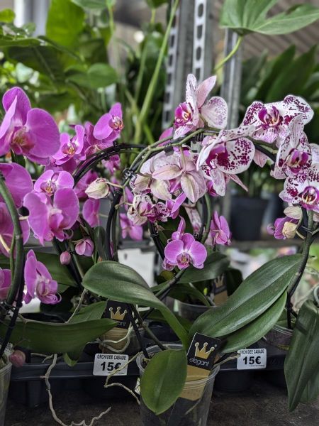 ORHCIDEE-PHALEANOPSIS-CASCADE