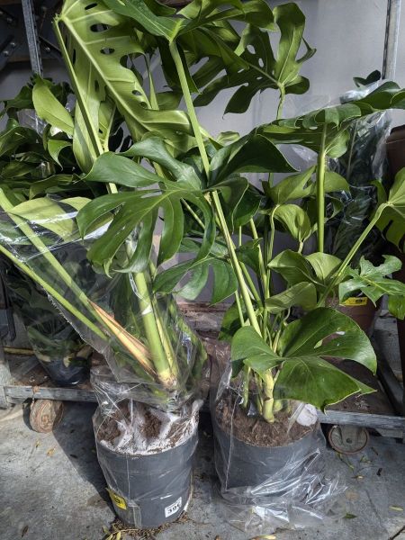 PHILODENDRON-MONSTERA-DELICIOSA