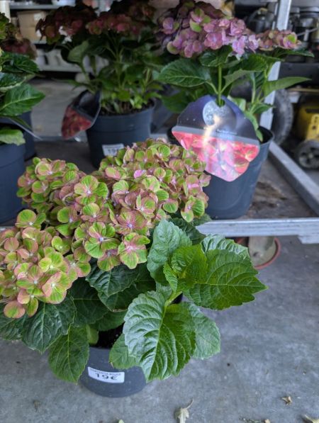 HORTENTIA MACROPHYLLA  -  19€