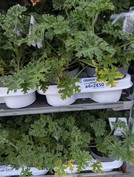 PELARGONIUM ANTI MOUSTIQUE - DESTOKAGE PAR 4 + 2€50 0 L4UNIT2 3€50 PELARGONIUM ANTI MOUSTIQUE - DESTOKAGE PAR 4 + 2€50 0 L4UNIT2 3€50