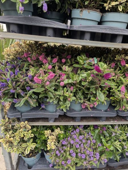 VERONICA - HEBE ARRIVAGE PROMO VERONICA - HEBE ARRIVAGE PROMO