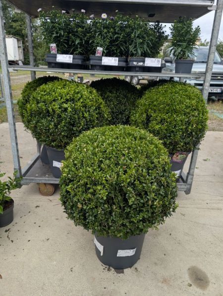 BUIS BOULE XL BUIS BOULE XL