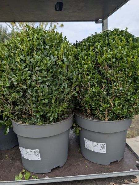 BUIS BOULE BUIS BOULE