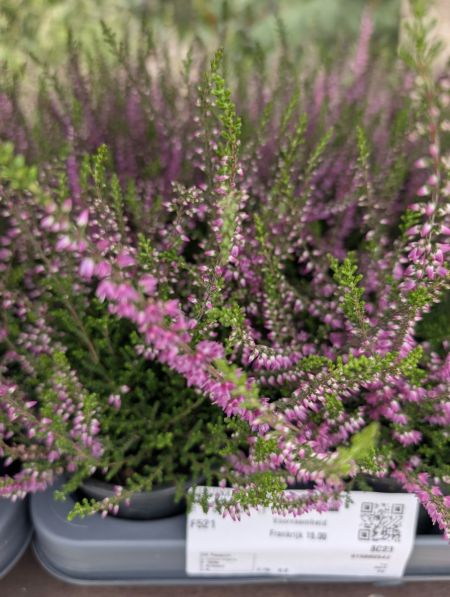 CALLUNA - BRUYERES .3€ CALLUNA - BRUYERES .3€