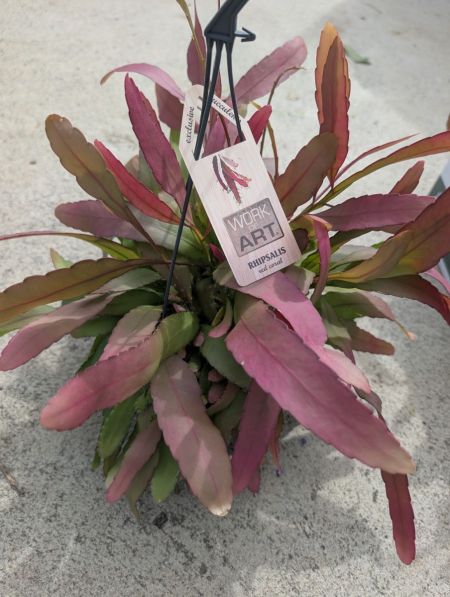 Rhipsalis ‘Red Coral’ 19€90 Rhipsalis ‘Red Coral’ 19€90