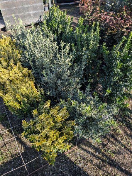 FUSAIN PULCHELLUS  DIVERS   à partir de 12€50/19€50/25€