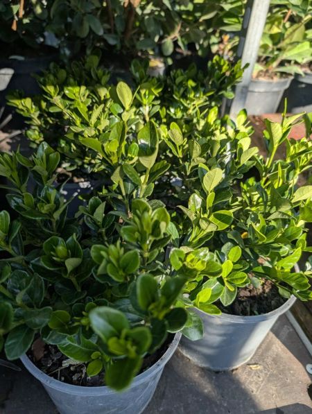 ILEX CRENATA ILEX CRENATA