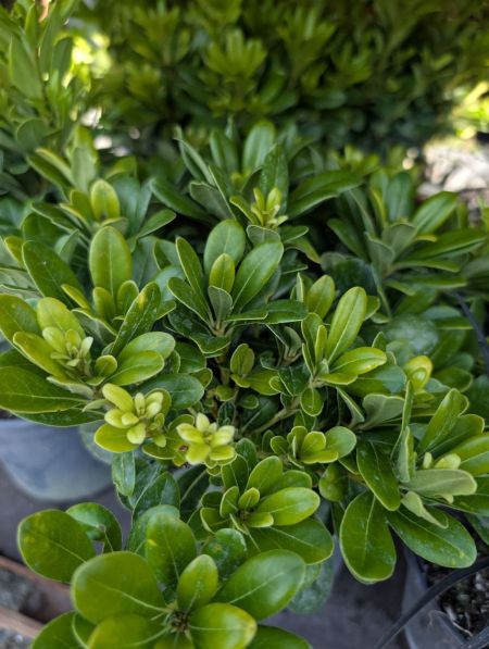 PITTOSPORUM TOBIRA NANA PITTOSPORUM TOBIRA NANA