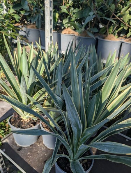 YUCCA GLORIOSA YUCCA GLORIOSA