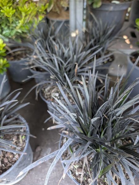 MUGUET JAPONNAIS - GRAMINEES NOIRE MUGUET JAPONNAIS - GRAMINEES NOIRE