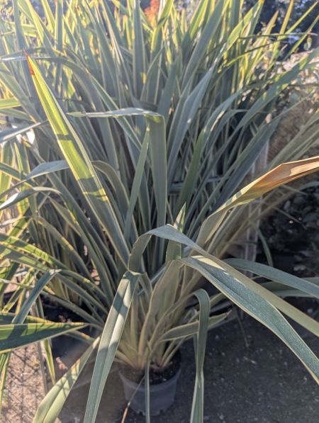 PHORMIUM TENAX PHORMIUM TENAX