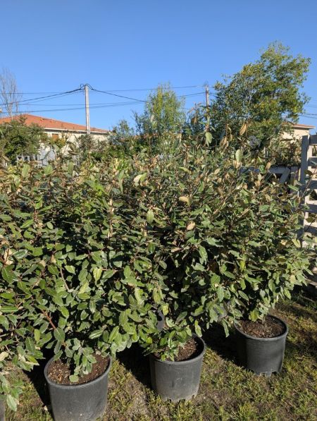 ELEAGNUS EBBENGEI diverses tailles dispo dès 8€50