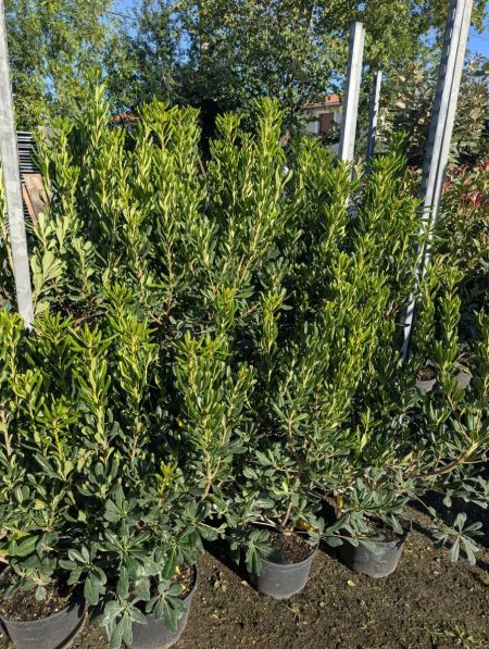 PITTOSPORUM TOBIRA  -  19€50