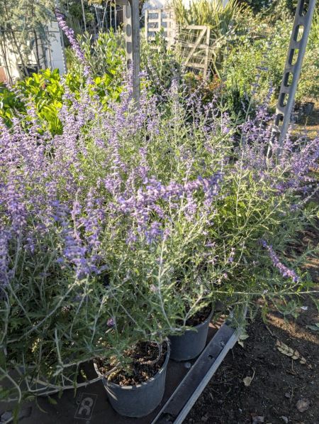 PEROVSKIA BLUE SPIRES - 9€50 PEROVSKIA BLUE SPIRES - 9€50