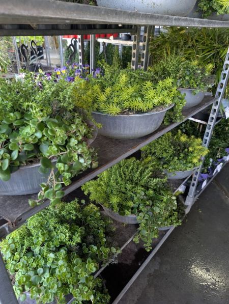 Sedum Mix dans une coupe (5 variétés mix) dans sa coupe en zinc) - 19€90 Sedum Mix dans une coupe (5 variétés mix) dans sa coupe en zinc) - 19€90