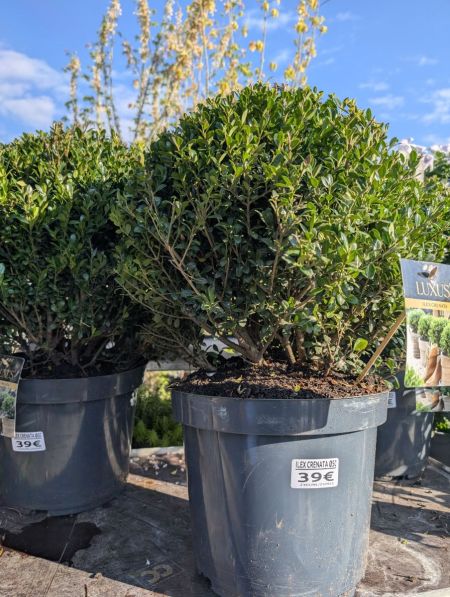Ilex Crenata Boule