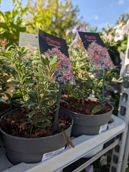 PIERRIS JAPONICA - Diverses variétés disponible à partir de 6€50