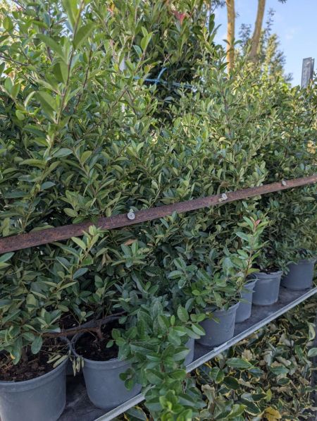 PYRACANTHA ROUGE PERSISTANT HAIE DEFFENSIVE PYRACANTHA ROUGE PERSISTANT HAIE DEFFENSIVE