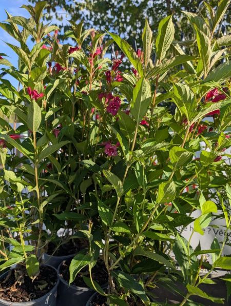 WEIGELIA-ROUGE     12€50