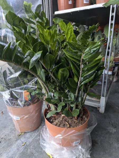 ZAMIOCULCAS