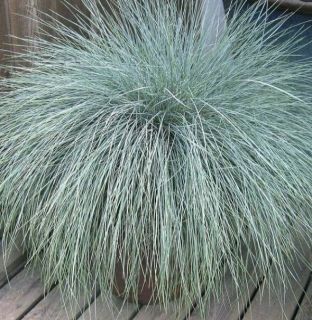 Festuca Intense Bleue