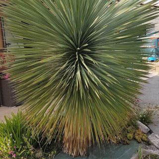 Yucca-rostrata-bleu